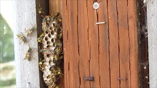 How to Destroy a Wasp Nest Naturally using Soap and Water