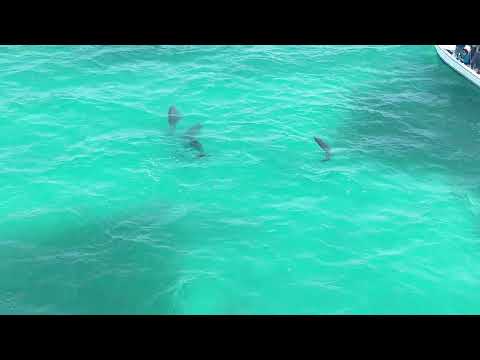 Video thumbnail — Bottlenosed Dolphins Swimming Belize May 2024 Rowan Byrne Marine Biologist