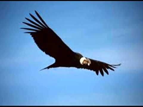 El Condor - Sergio Vega Y Sus Shaka's Del Norte