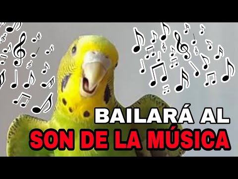 RITMOS TROPICALES PARA PERIQUITOS: HAZ QUE TU AVE BAILE AL SONIDO DE LA MÚSICA