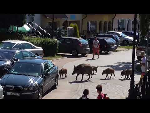 Piotr Fronczewski - Dzik jest dziki