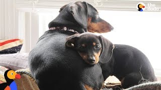 with a little help and a whole lot of willpower...