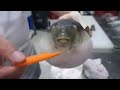 Puffer Fish Eating Carrot * 10 HOURS*