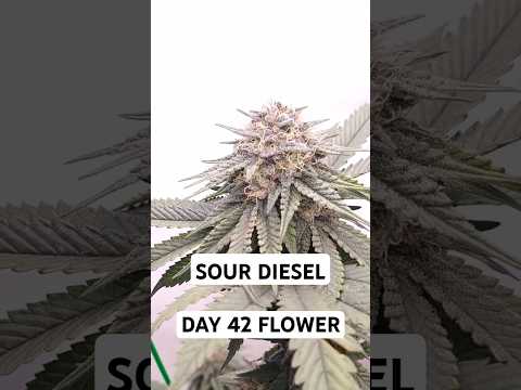 Tag 42 Blütephase - Sour Diesel in Living Soil - 100% organischer Anbau mit 125 W