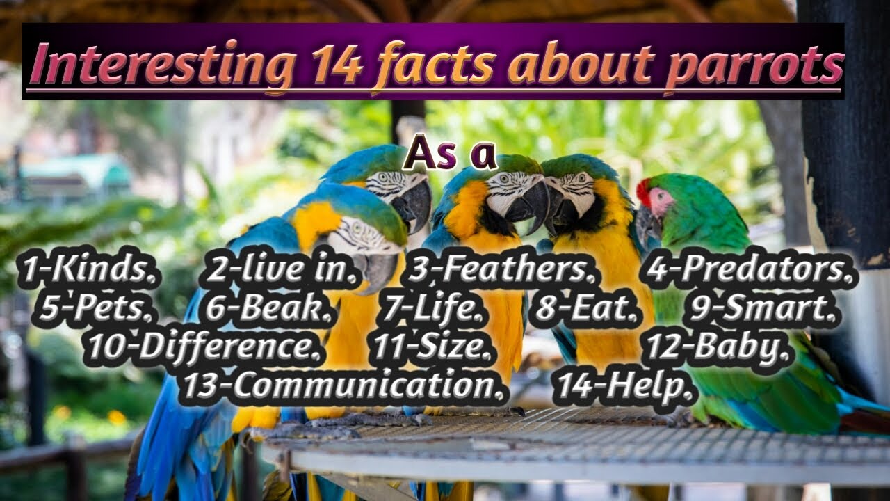 14 Interesting facts about parrots