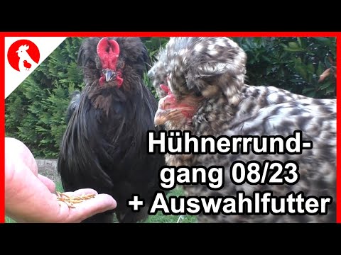 F185 Chicken Tour 08/23 and Selection Feed Review after 3 Years - Jensman and the Huhns