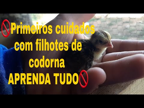 , title : '🛑APRENDA COMO CUIDAR DE FILHOTES DE CODORNAS!!!!!!'