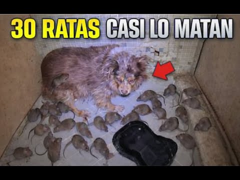 Ratas atacan a un perro y al dueño de la casa... ¡Los gemelos los rescatan!