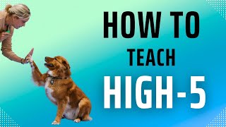 How To Teach Your Small or Large Dog Tricks: 🐶 High Five And Shake 🐾