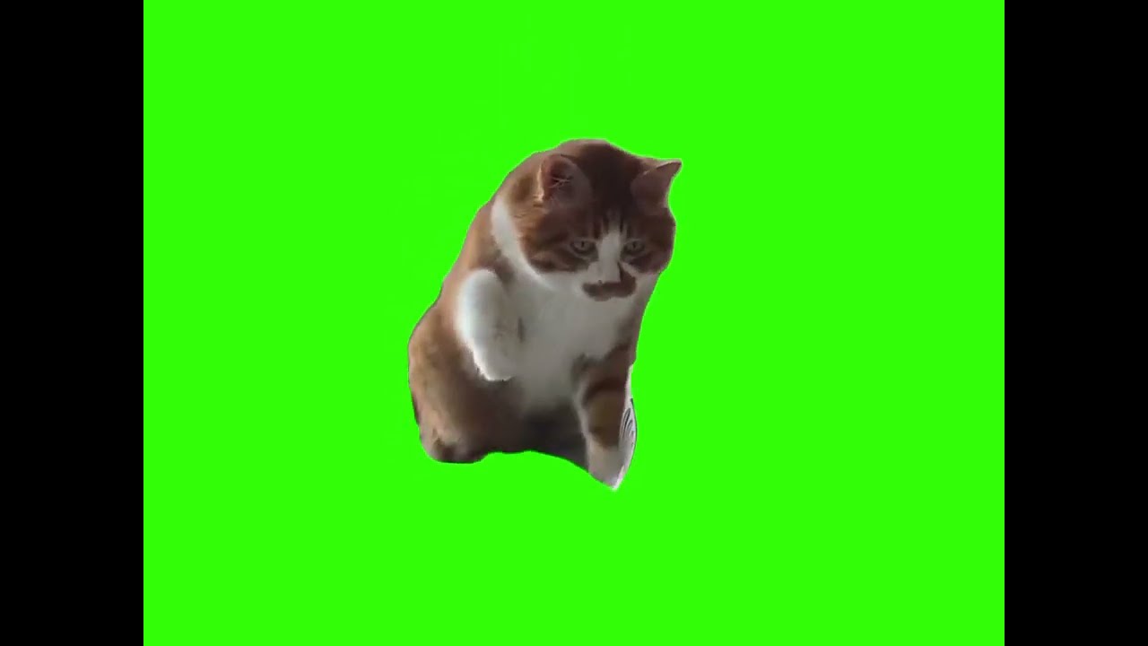 Startled Cat Green Screen Memes