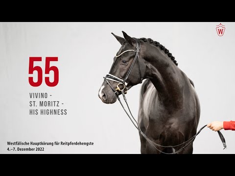 Westfälische Hauptkörung 2022 Reitpferde: Kat.Nr. 55  Vivino  -  St. Moritz  -  His Highness