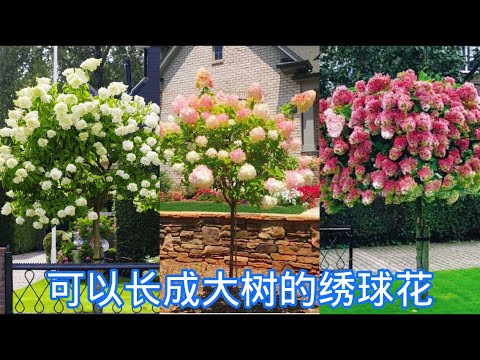 繡球花 風水