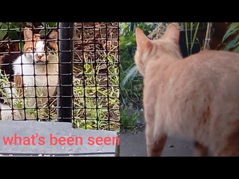 getting friendly, and lots of visitors