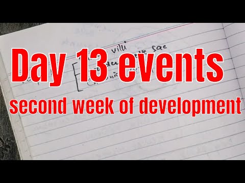 Day 13 events | second week of development | embryology in Urdu/Hindi | 2020