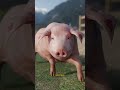Why Do Pigs Like To Roll In Mud? 🤔