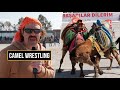 I Went To A Camel Wrestling Festival Things Got Out Of Hand