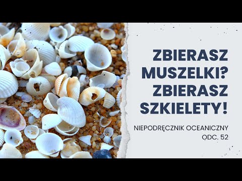 Czym jest muszla? || Niepodręcznik Oceaniczny, odc. 52