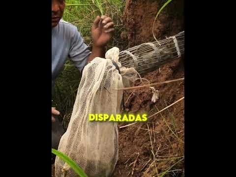 Soltó una anaconda en un hoyo 🐍🕳️