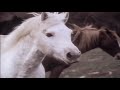 Ballad of the Irish Horse - Nature / Wildlife