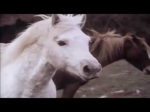 YouTube video about: Are there wild horses in ireland?