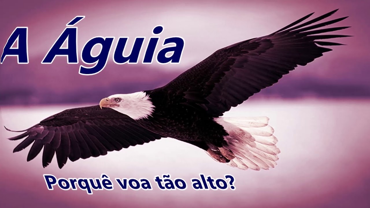 A águia porque voa tão alto