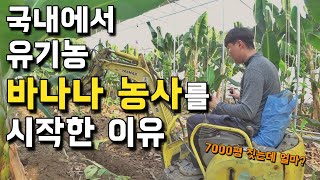 국내에서도 바나나 농사로 성공할 수 있을까? 38살, 바나나 농부의 하루 [바나나 농사] 3부