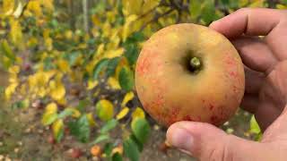Smokehouse Apple Tasting