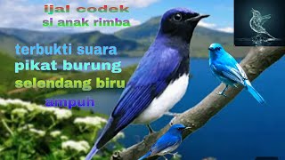 Download lagu suara pikat burung selendang biru super dan ampuh, mp3 Download lagu suara pikat burung selendang biru super dan ampuh, mp3
