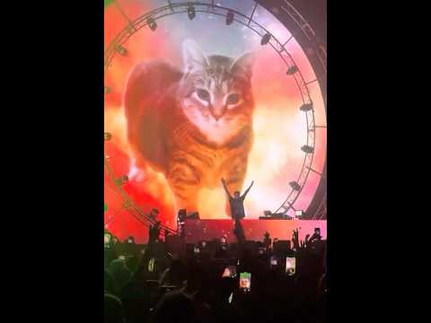 😭 uiia cat at a rave 🎸🕺 #cat #silly #shorts