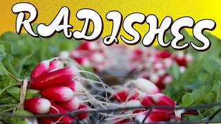 Growing Fall Radishes + Preparing Now for Hot and Dry Next Year