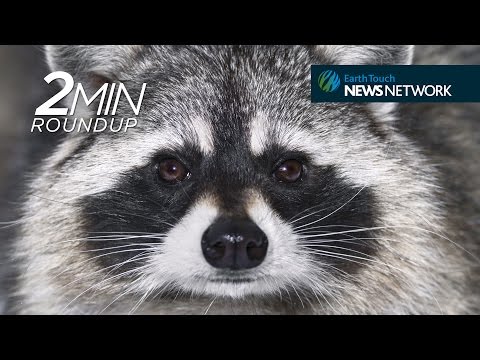 Giant squid encounter, rare orca death & a thieving raccoon