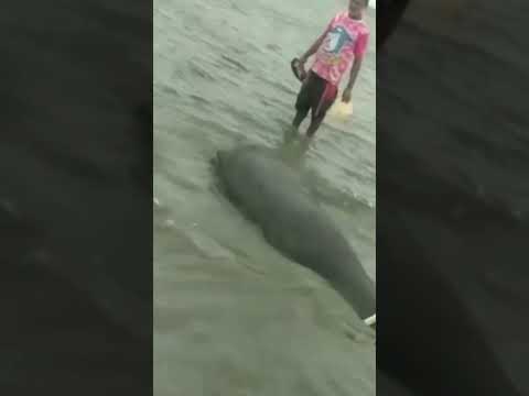 Peixe-boi 🐟 é encontrado encalhado em praia de Grossos, no RN