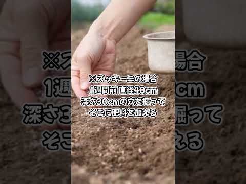 ズッキーニの種を水に浸すと発芽が早くなります