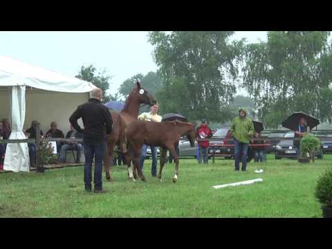 Sudweyher Fohlenschau 2017 - Kat.-Nr. 02