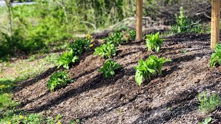 Transplanting | Deviding Hostas | Getting Ready For Tree Removal | EverCrest