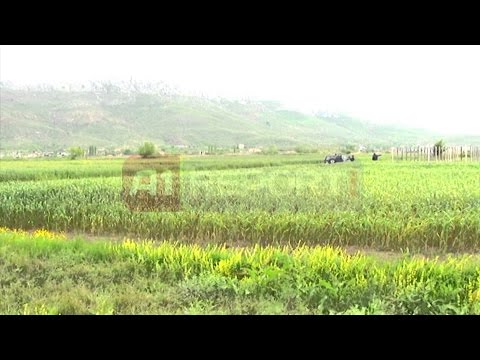 A1 Report - Gjakmarrja, 55-vjeçari qellohet me snajper, punonte ne sera