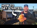Raising Chickens: Everything You Need To Know!