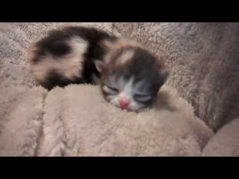 Paz4PlayCattery.com Kalisa Calico Female