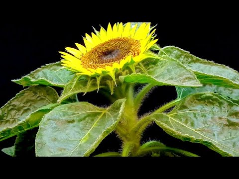 Sunflower growing time lapse 42 days of growing - 4k  #greentimelapse #gtl #timelapse