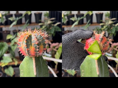 #02 How to De-graft and Root a Cactus (Gymnocalycium) Step by Step Guide