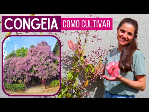 CONGEIA: the CLIMBING PLANT that LOOKS LIKE a FLOWERING CLOUD!