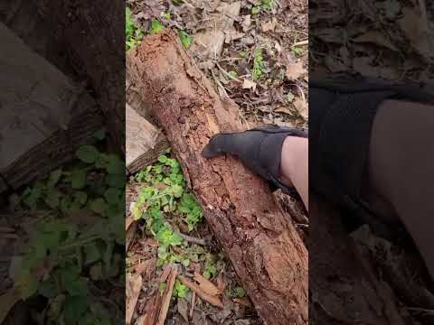 One Tip To Protect Your Home From Termite Invasion!