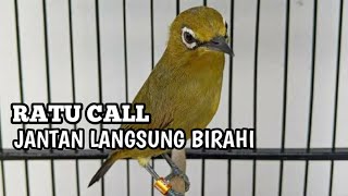 Download lagu suara pleci betina buat pancingan bikin jantan cepat ngalas mp3 Download lagu suara pleci betina buat pancingan bikin jantan cepat ngalas mp3