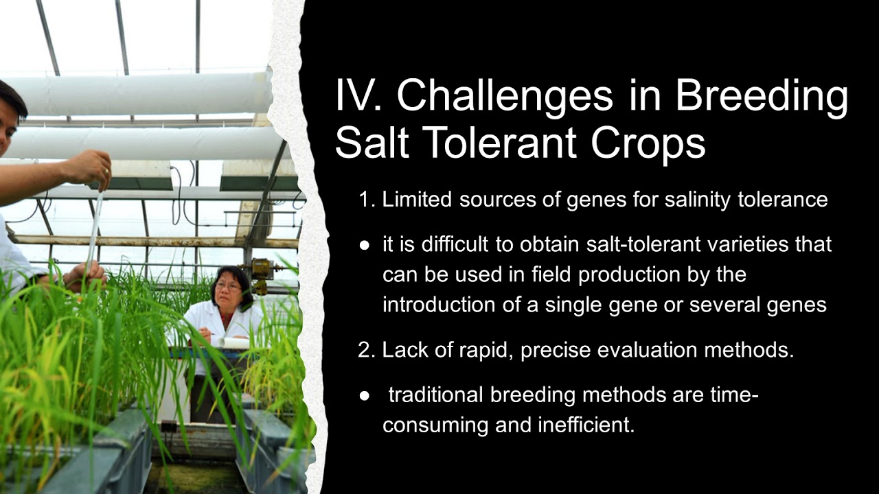 Breeding for Salinity Tolerance
