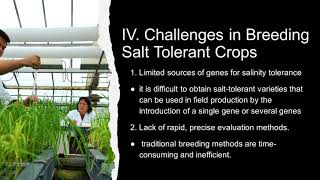 Breeding for Salinity Tolerance