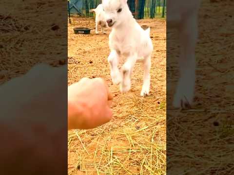 Cute baby goat | bakri ka bacha #goat #bakra #shorts #bakramandi