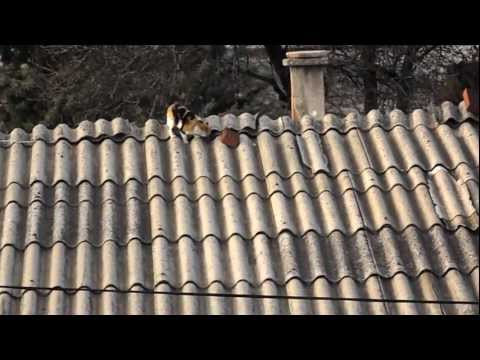 Cat walks on a roof