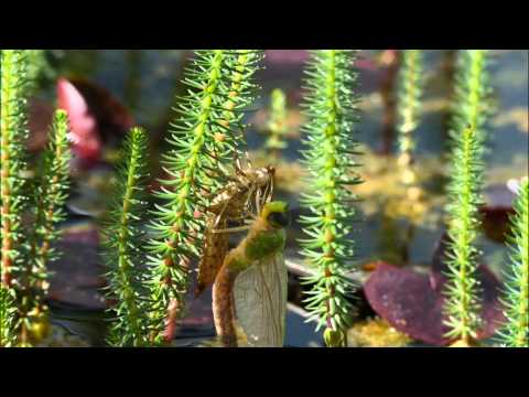 Schlüpfen der Libelle