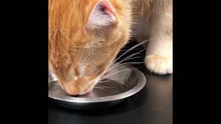 Choisir la bonne nourriture pour chat santé urinaire