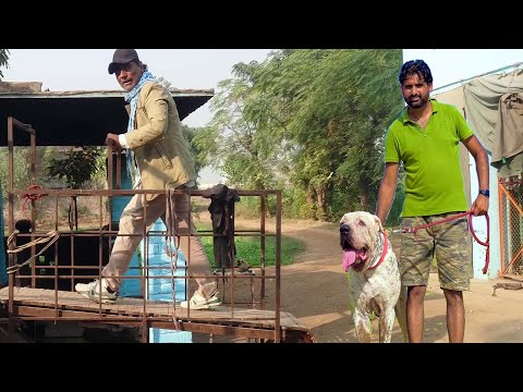 Ch Naeem of Jahlim Lover Pakistani Bully Kutta